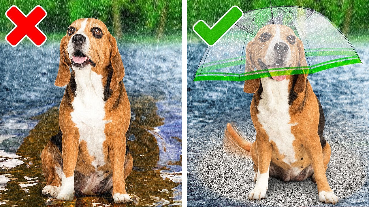 Best Hacks And Gadgets For Your Adorable Pets