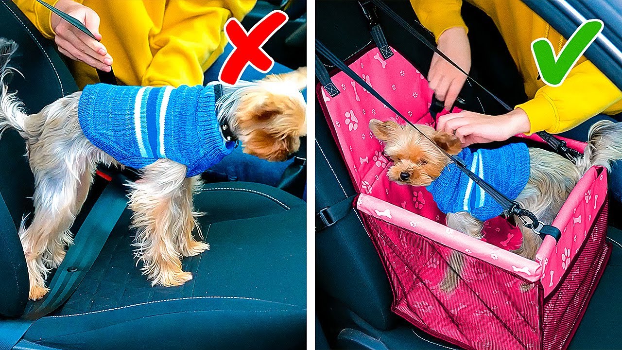 Clever Pet Hacks Compilation :: Cute Dog And Cat Gadgets That Will Make Your Life Easier