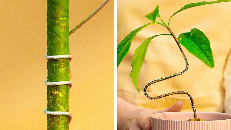 Clever Plant Grafting Tips And Growing Hacks To Grow Your Exclusive Garden 🌳