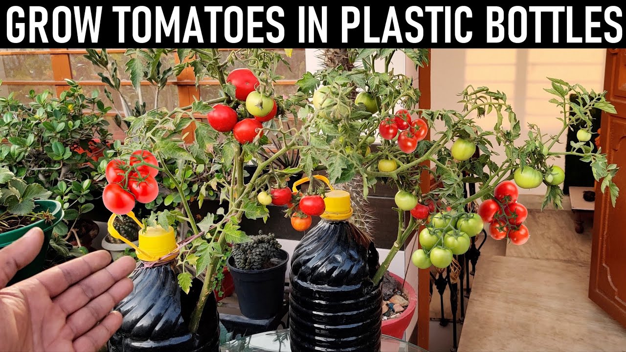 image 0 Easy Way To Grow Tomato Plant In Plastic Bottles : Growing Tomatoes From Seed