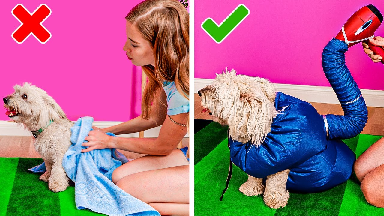 image 0 Genius Gadgets For Pet Owners