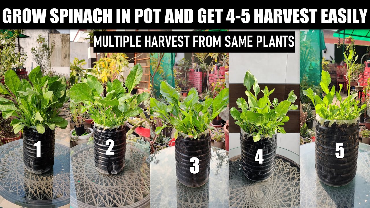 Grow Spinach In Waste Bottle And Get 5 Harvest Easily : Full Updates
