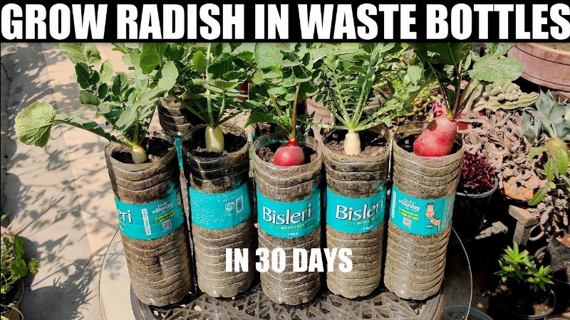 Growing Radish In Waste Bottles : Seed To Harvest
