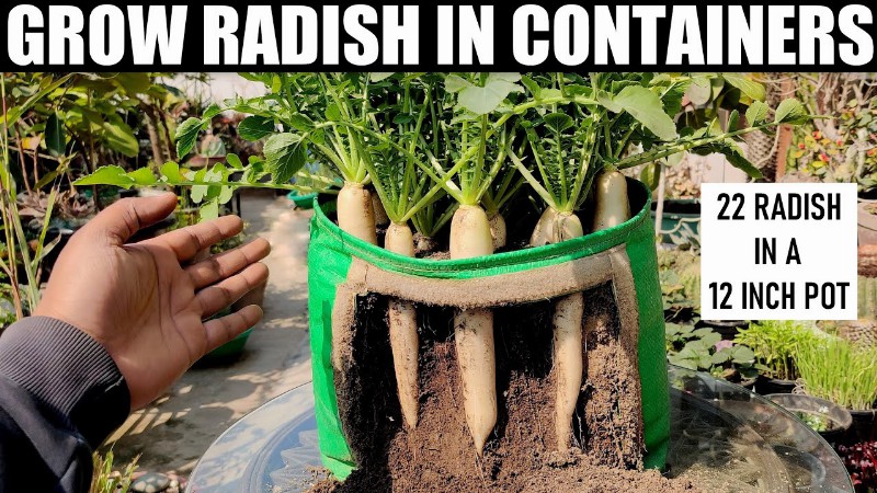 Growing White Radish From Seeds Till Harvest : In 30 Days Only
