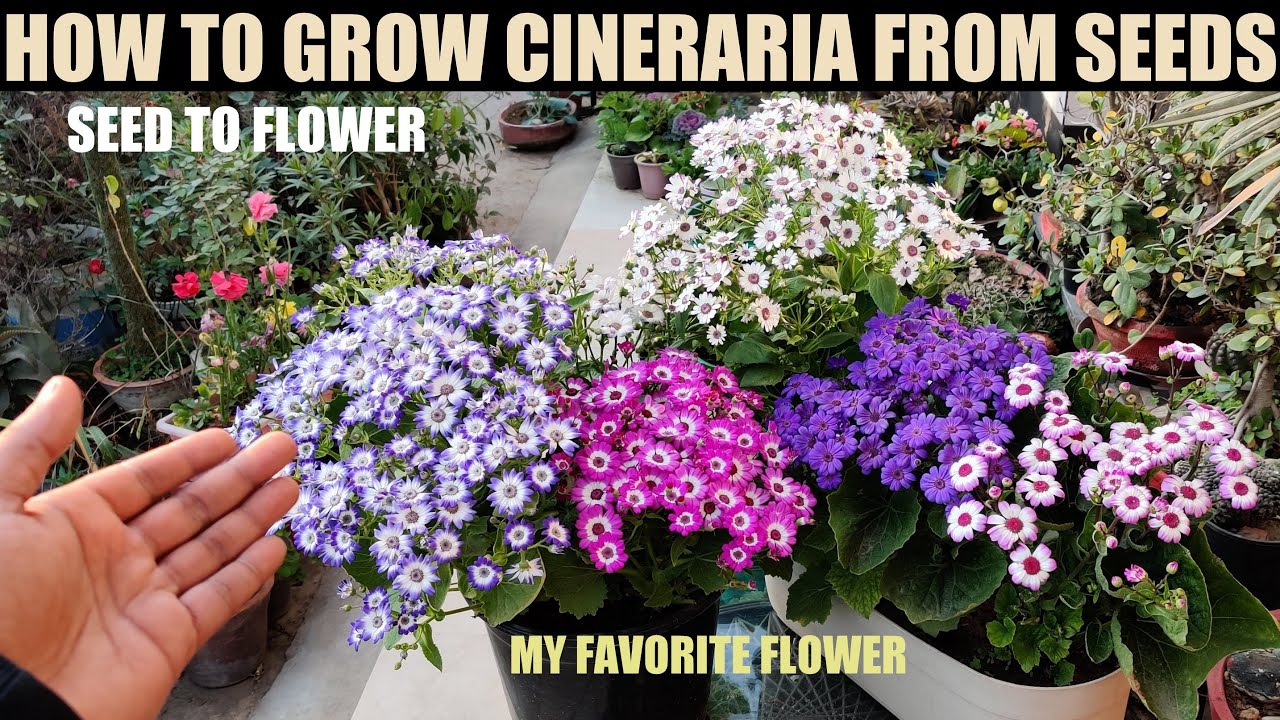 How To Grow Cineraria From Seed : Full Procedure
