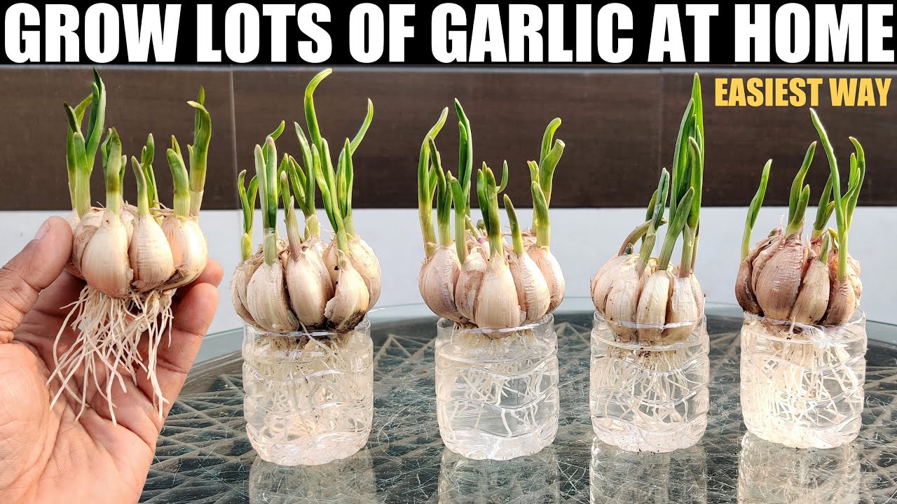 image 0 How To Grow Garlic In Water : Quick N Easy Way : Full Guide