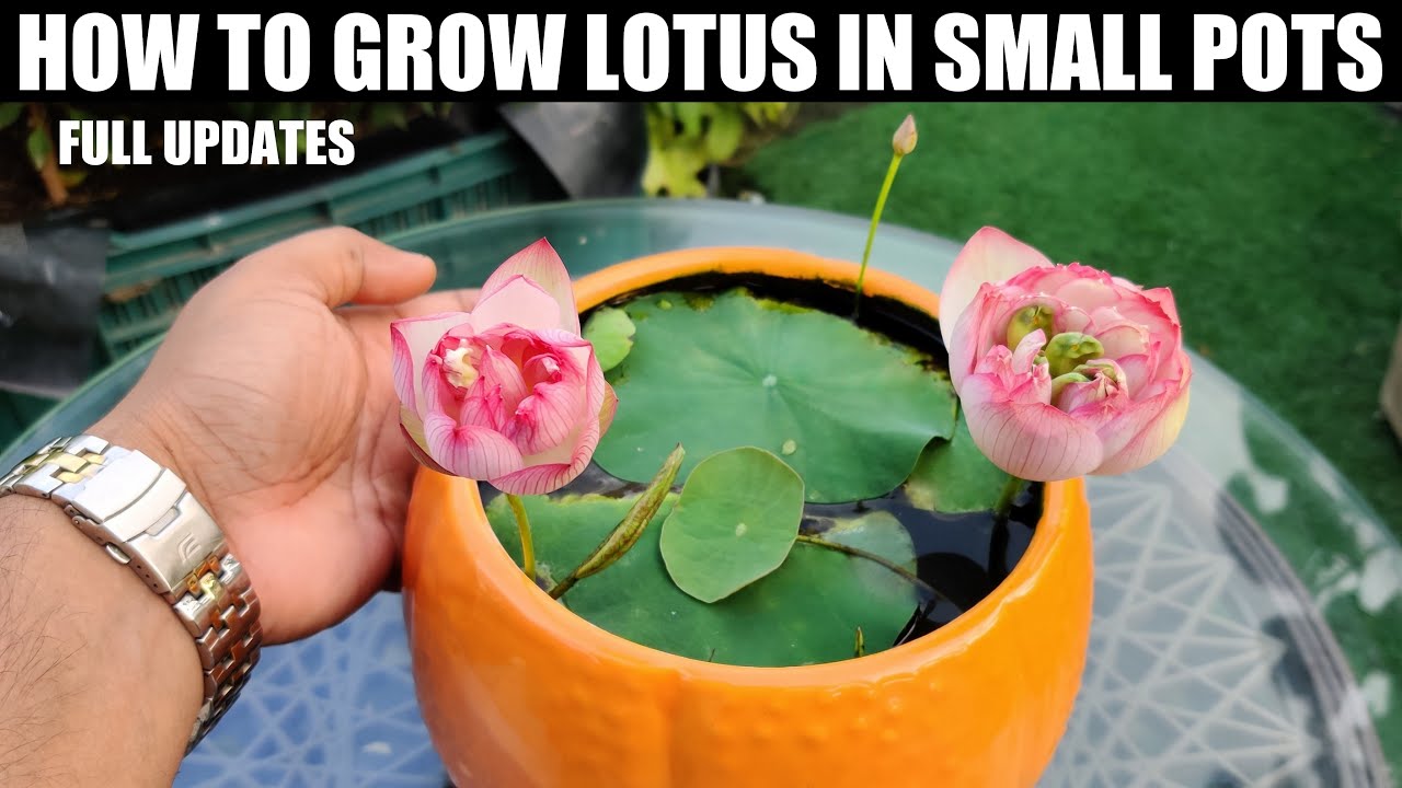 How To Grow Lotus Plant At Home : Micro/bowl Variety : Full Updates