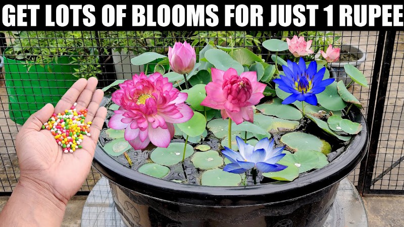 image 0 How To Grow Lotus Plant : How To Get Blooms : Full Updates