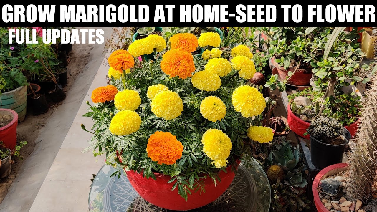 How To Grow Marigold From Seeds : Seed To Flower