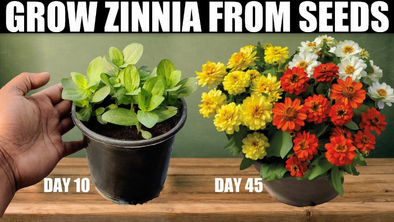 image 0 How To Grow Zinnia From Seeds : Seed To Flower