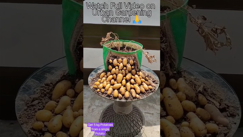 image 0 How To Plant Potatoes : Seed To Harvest